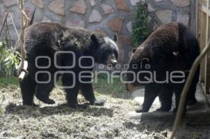 NUEVOS OSOS NEGROS. PARQUE LORO