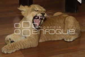 RETO COMANDER . AFRICAM SAFARI