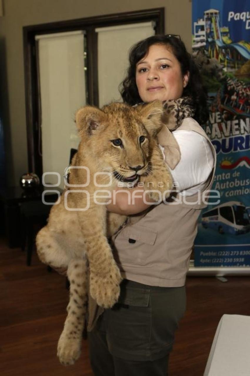 RETO COMANDER . AFRICAM SAFARI