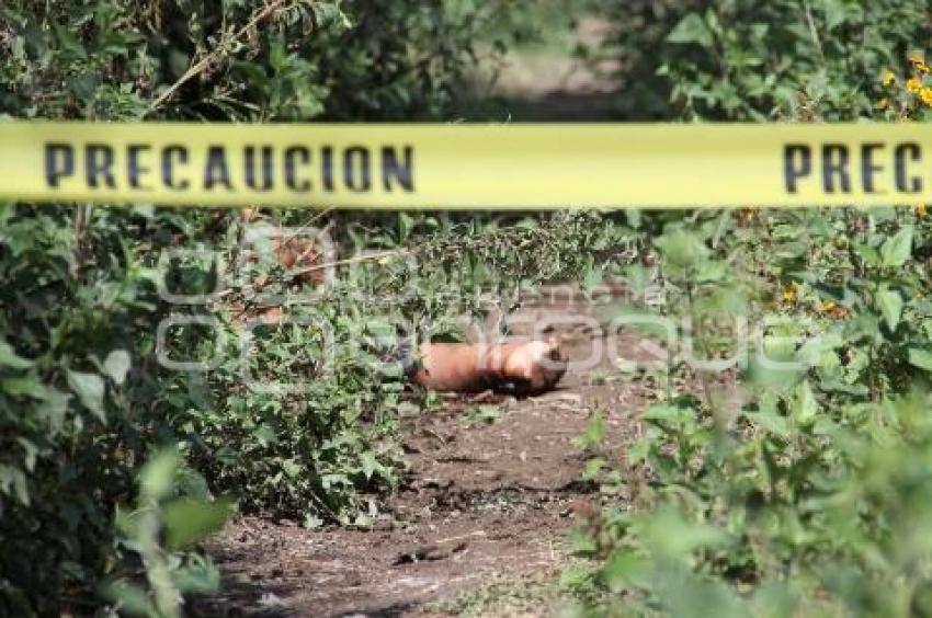 EJECUTADO EN TEHUACÁN