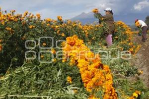 CORTE FLOR DE MUERTO