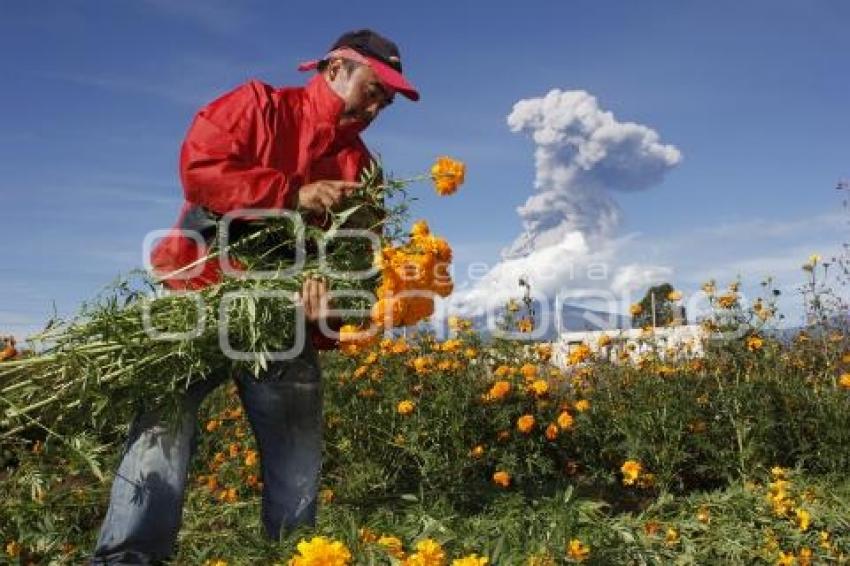 CORTE FLOR DE MUERTO