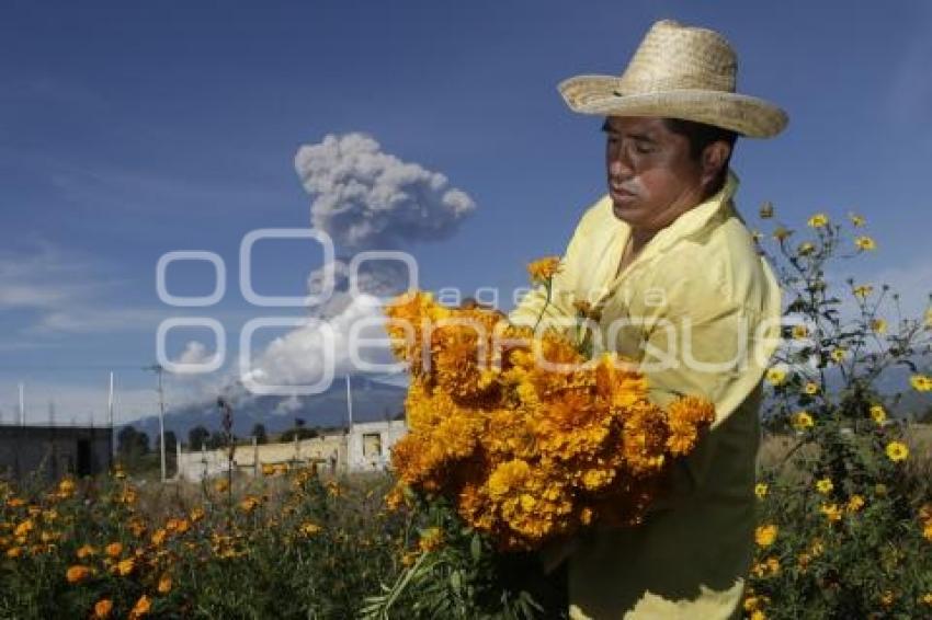 CORTE FLOR DE MUERTO