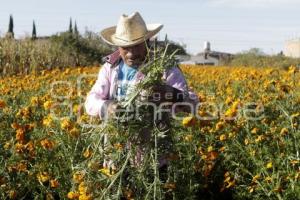 CORTE FLOR DE MUERTO