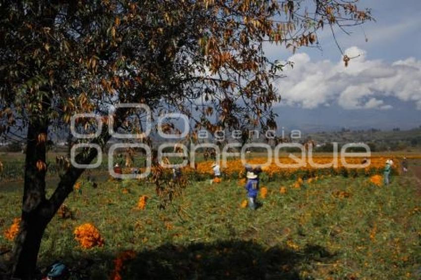 CORTE FLOR DE MUERTO 