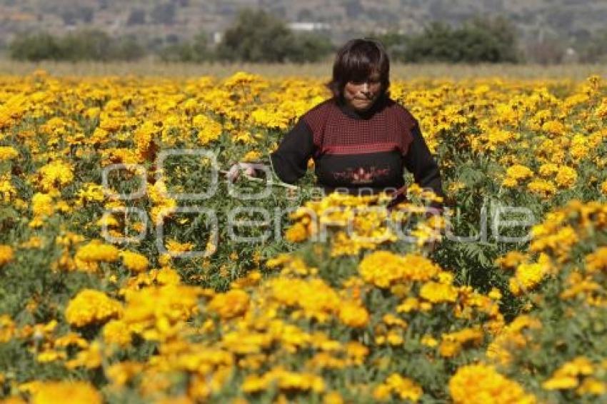 CORTE FLOR DE MUERTO