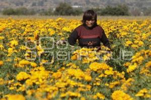 CORTE FLOR DE MUERTO