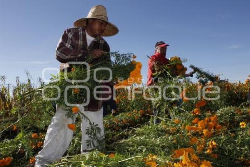 CORTE FLOR DE MUERTO