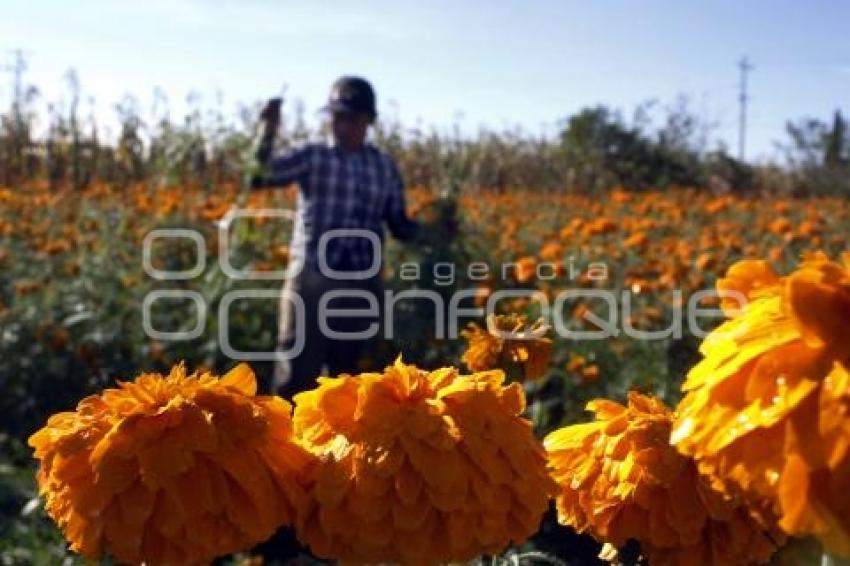 CORTE FLOR DE MUERTO