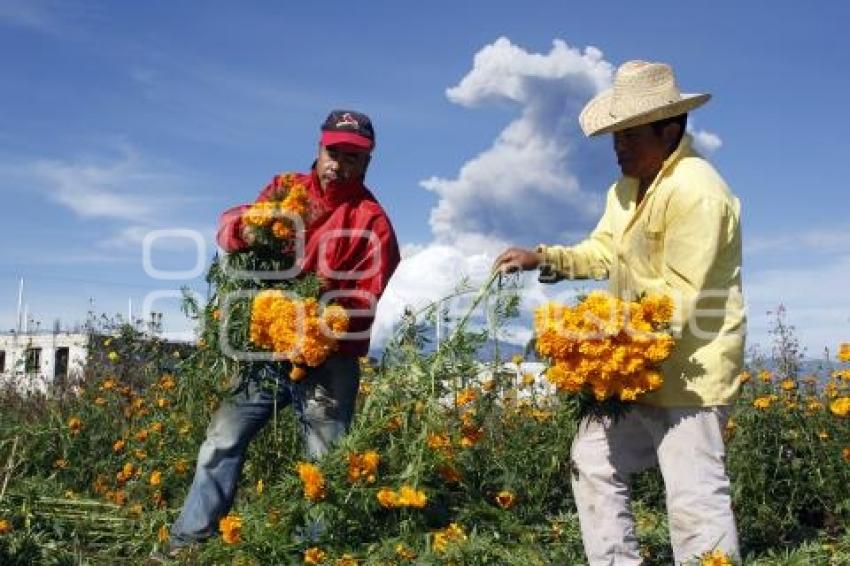 CORTE FLOR DE MUERTO