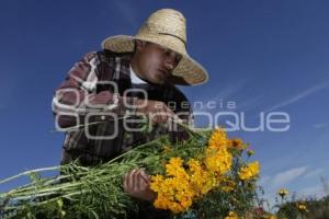 CORTE FLOR DE MUERTO