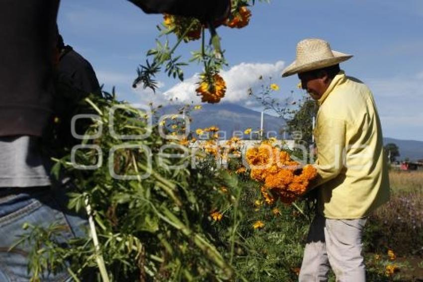 CORTE FLOR DE MUERTO