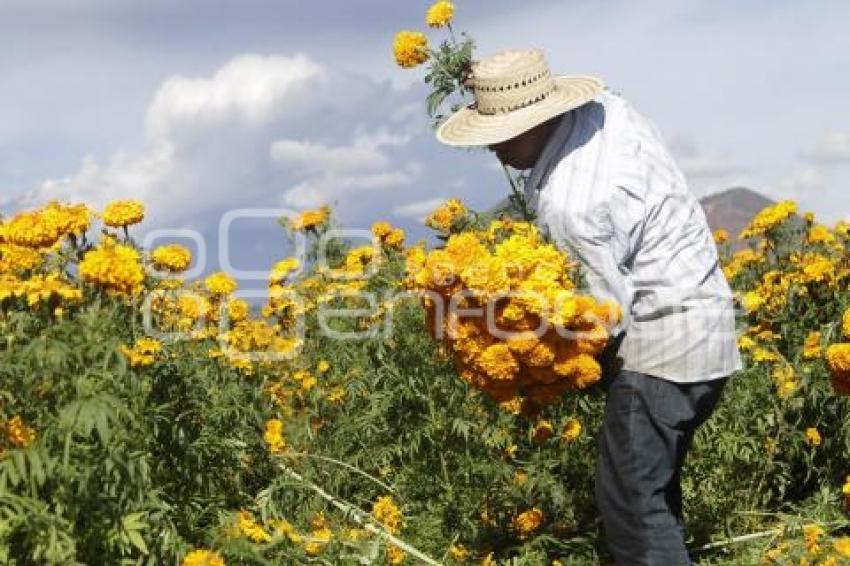 CORTE FLOR DE MUERTO