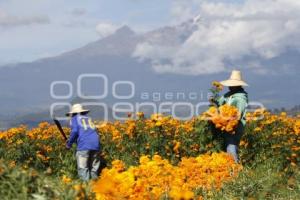 CORTE FLOR DE MUERTO