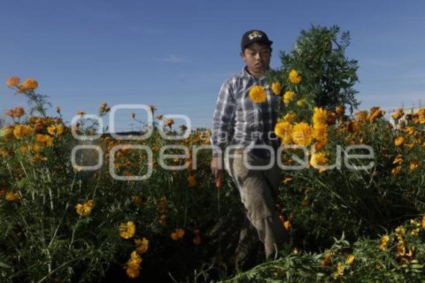 CORTE FLOR DE MUERTO