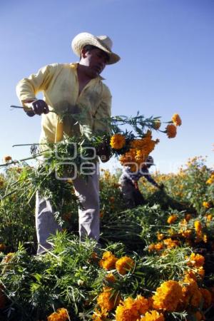 CORTE FLOR DE MUERTO