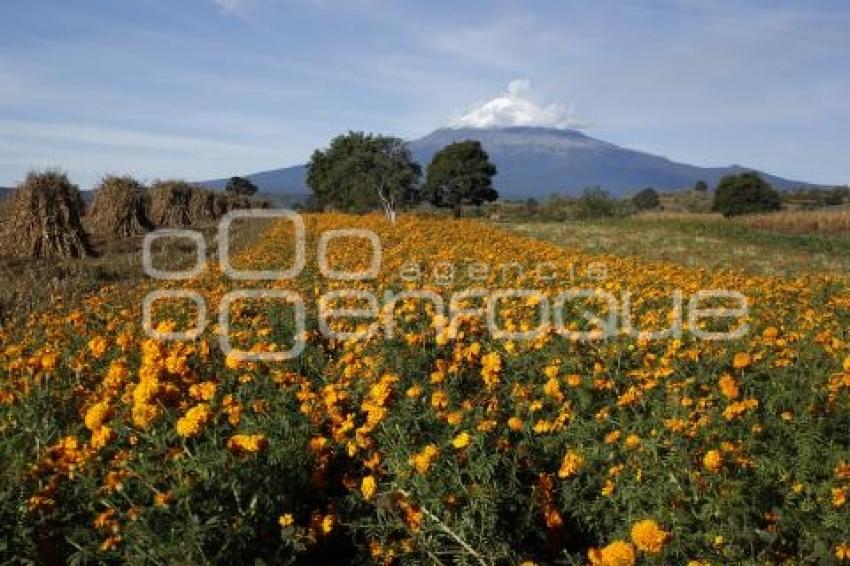 CORTE FLOR DE MUERTO