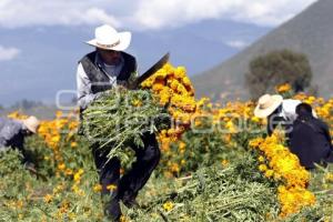 CORTE FLOR DE MUERTO