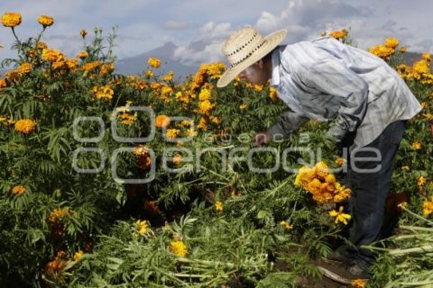 CORTE FLOR DE MUERTO