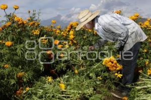 CORTE FLOR DE MUERTO