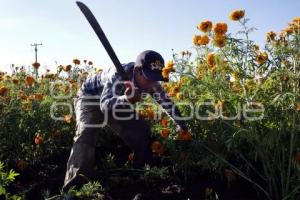 CORTE FLOR DE MUERTO