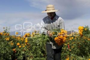 CORTE FLOR DE MUERTO