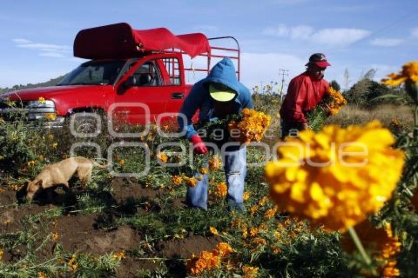 CORTE FLOR DE MUERTO