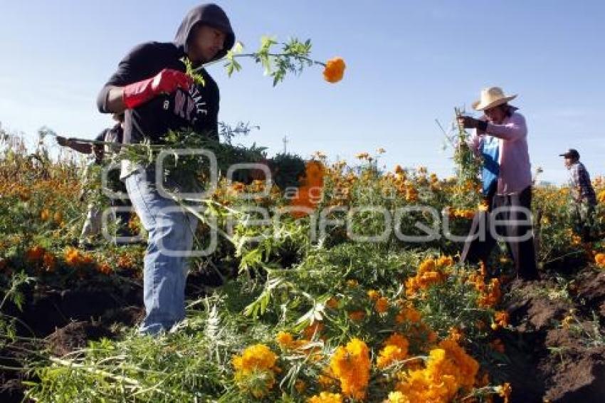 CORTE FLOR DE MUERTO