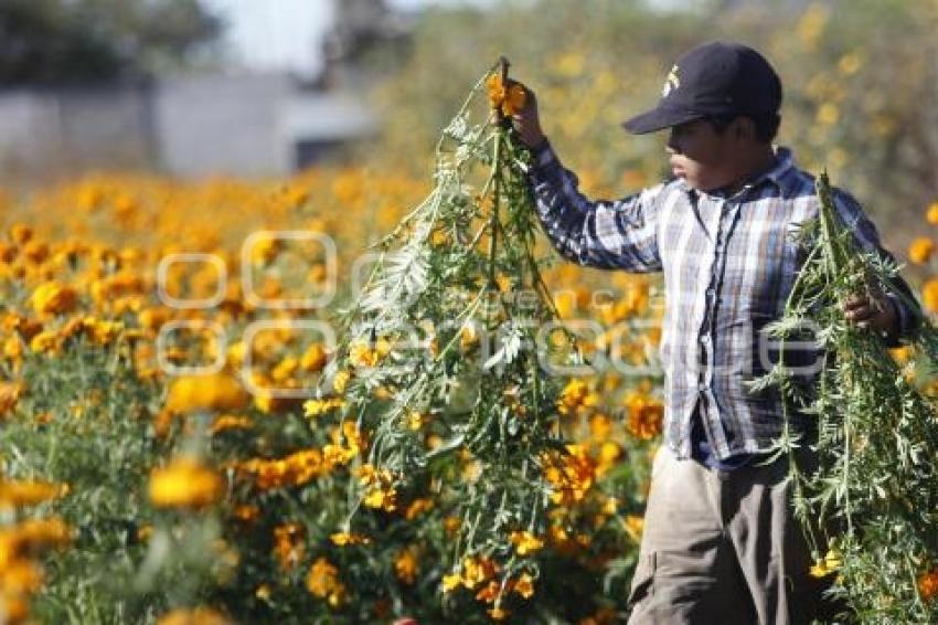 CORTE FLOR DE MUERTO