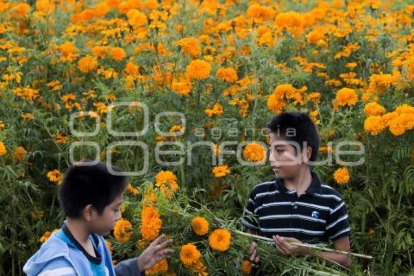 CORTE FLOR DE MUERTO . CHOLULA