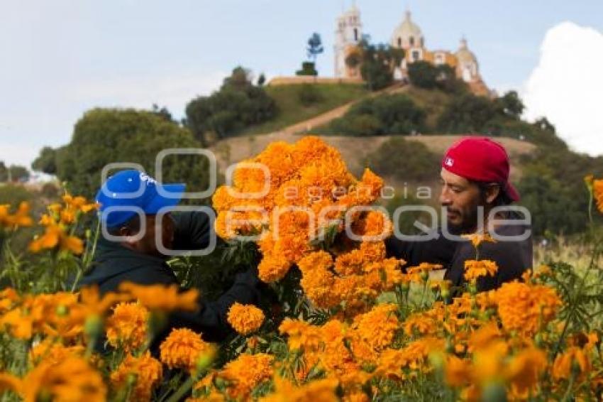 CORTE FLOR DE MUERTO . CHOLULA