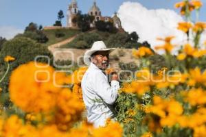 CORTE FLOR DE MUERTO . CHOLULA