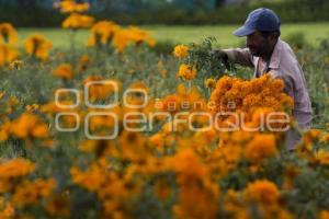 CORTE FLOR DE MUERTO . CHOLULA