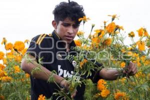 CORTE FLOR DE MUERTO . CHOLULA