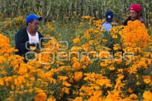 CORTE FLOR DE MUERTO . CHOLULA