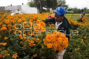 CORTE FLOR DE MUERTO . CHOLULA