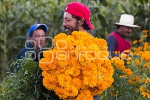 CORTE FLOR DE MUERTO . CHOLULA