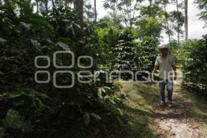 CUETZALAN . CAFÉ