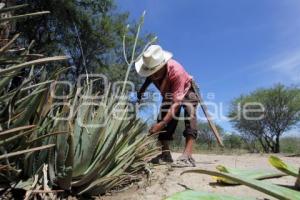 HUERTA CALVARIOTITLA