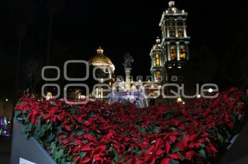 COLOCACIÓN NOCHEBUENAS