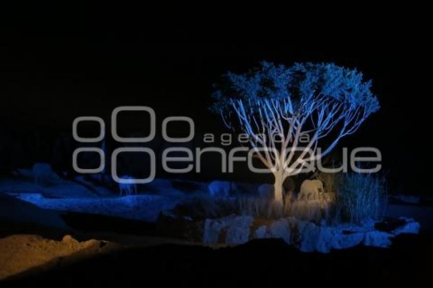 SAFARI NOCTURNO