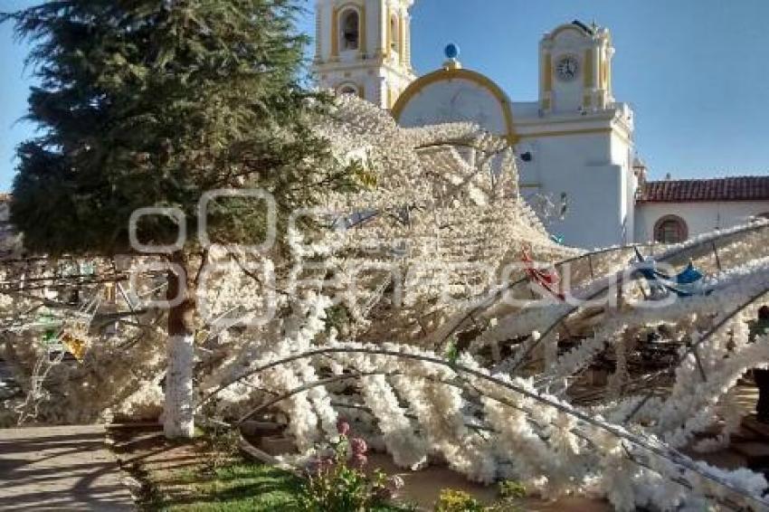 CAE ÁRBOL DE CHIGNAHUAPAN