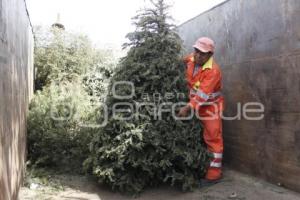 RECICLAJE DE ÁRBOLES DE NAVIDAD 