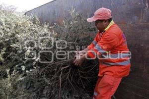 RECICLAJE DE ÁRBOLES DE NAVIDAD 