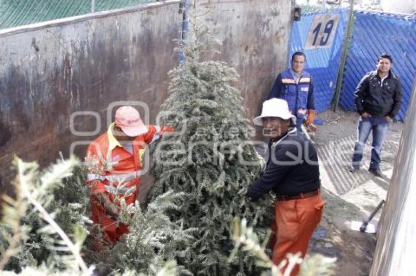 RECICLAJE DE ÁRBOLES DE NAVIDAD
