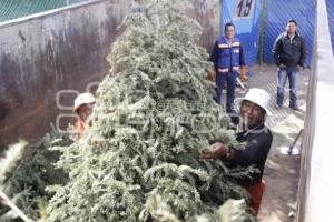 RECICLAJE DE ÁRBOLES DE NAVIDAD 