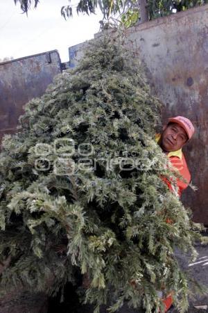 RECICLAJE DE ÁRBOLES DE NAVIDAD 