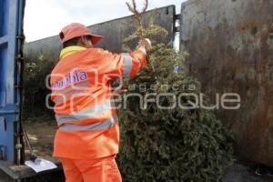 RECICLAJE DE ÁRBOLES DE NAVIDAD 