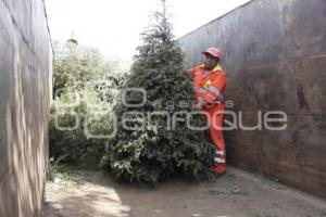 RECICLAJE DE ÁRBOLES DE NAVIDAD 