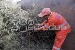 RECICLAJE DE ÁRBOLES DE NAVIDAD 